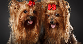 Yorkshire Terriers, dog, animal, cute, puppy, red, couple, yorkshire terrier, bow, caine HD wallpaper