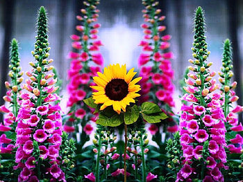 Lone Sunflower, hot, best, sun, nice HD wallpaper