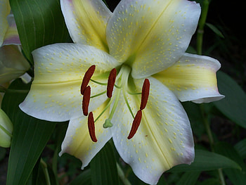 Oriental Lily, oriental, striped lily, flower HD wallpaper