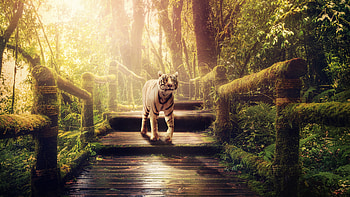 White Tiger in the Jungle HD wallpaper
