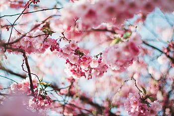 Vibrant pink cherry blossoms blooming in the spring sun, creating a serene and delicate scene. HD wallpaper