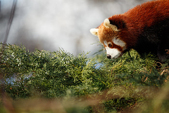 Animals, Sweetheart, Nice, Profile, Panda, Red Panda HD wallpaper