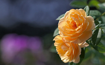 Yellow Roses, rose, nature, flowers, yellow HD wallpaper