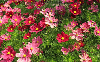 Cosmos Flowers, pink, cosmos, flowers, red HD wallpaper