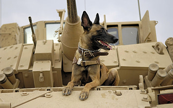 Animals, Dogs HD wallpaper