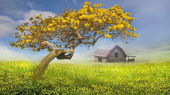 It's a Beautiful Day, barn, landscape, clouds, meadow, flowers, sky, tree HD wallpaper