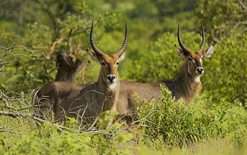 30 antelope , Wild grasslands, Graceful herbivores, Nature's wonder HD wallpaper