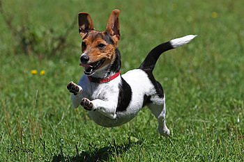 I'm having a life time., dog, dogs, cute HD wallpaper