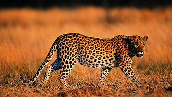 Leopard , Beautiful leopard HD wallpaper