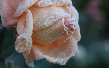 Winters kiss, winter, rose, pink, frozen, flower, ice HD wallpaper