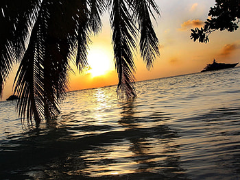 Nature, Sea, Sun, Palm, Branches, Branch HD wallpaper