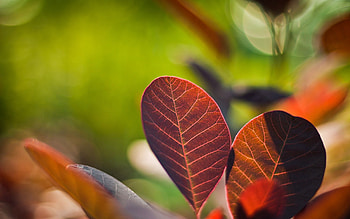 Leaves, Macro, Glare, Couple, Pair, Branches HD wallpaper