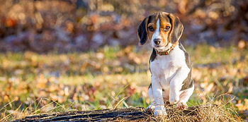 Beagle, dog, sweet, animal, dogs, cute, beautiful, puppys, puppy, pretty, animals, lovely HD wallpaper