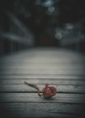 Flowers, Flower, Bud, Blur, Smooth, Lonely, Alone, Tulip HD phone wallpaper