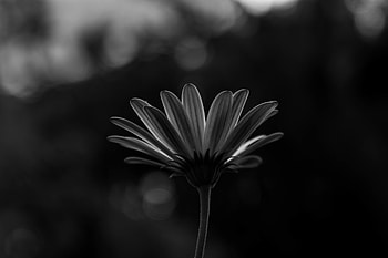 Flowers, Flower, Macro, Close-Up, Bw, Chb HD wallpaper