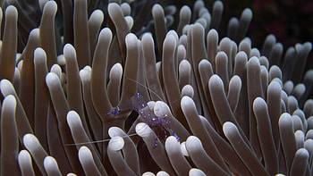 Sea Anemone, , , Baltana HD wallpaper