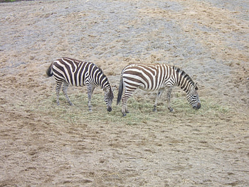stripes, horses, zebra, pony HD wallpaper