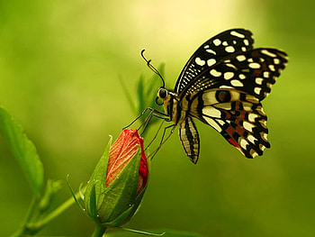 Beautiful Butterfly, beautiful, butterfly, , flower HD wallpaper