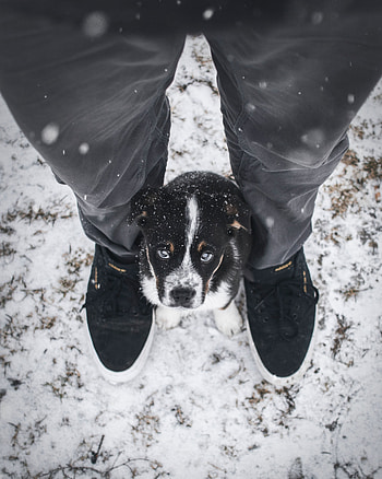 Animals, Legs, Dog, Eyes, Nice, Sweetheart, Puppy HD phone wallpaper