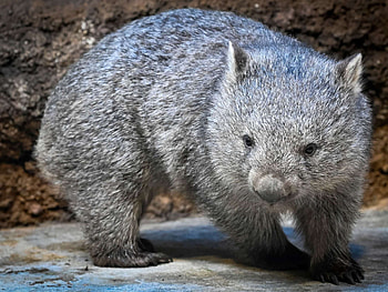 Prague zoo, Wombats HD wallpaper