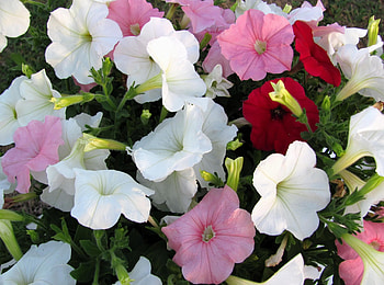 Flowers, Multicolored, Close-Up, Petunia HD wallpaper