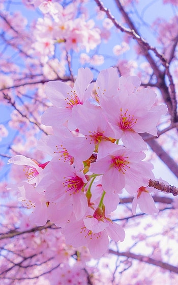 sakura, flowers, bloom, spring, Bunga HD phone wallpaper