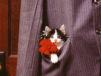 Animals, Holidays, Cats HD wallpaper