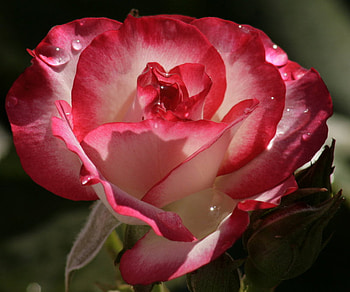 dipped in sunlight, plants, buds, soft, beauty, nice, rose, delicate, blossoms, nature, flowers, blooms, lovely HD wallpaper