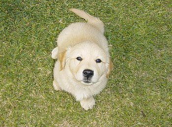 darling max, dog, animals, cute, adorable, nice HD wallpaper