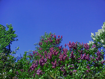 Purple beautiful blossom, purple beautiful, purple blossom, beautiful blossom, purplebeautiful HD wallpaper