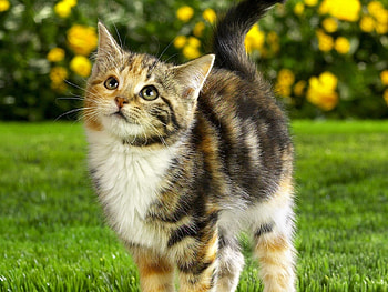 Animals, Cats HD wallpaper