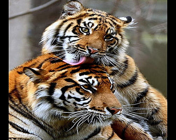 Family love, power, affection, cats, beauty, stripes, mother and daughter, hunters, orange black and white, tigers HD wallpaper