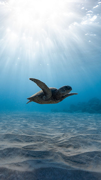 Sea turtle, Biology HD phone wallpaper