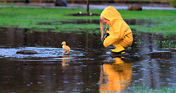 Little Girl Playing With Duckling, little-girl, child, duck, rain, cute HD wallpaper