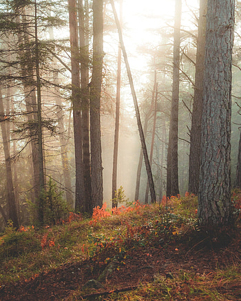 Nature, Trees, Forest, Sunlight, Sun Rays HD phone wallpaper