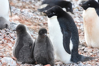Pengies, winter, babies, nature, penguins HD wallpaper