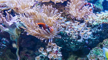 Coral underwater , Aquatic life, resolution, Underwater beauty HD wallpaper