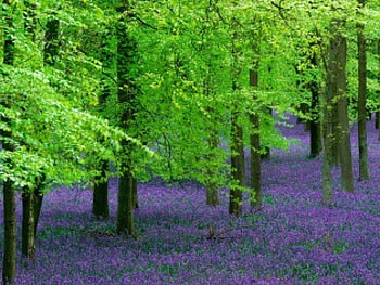 beech tree, trees, beech HD wallpaper