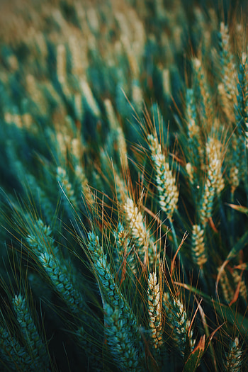 Nature, Field, Ear HD phone wallpaper