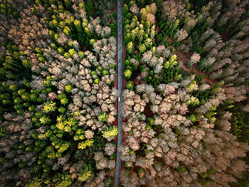 Nature, View From Above, Road, Markup, Forest HD wallpaper
