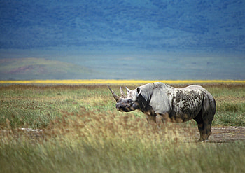 Animals, Grass, Stroll, Rhinoceros, Horn HD wallpaper