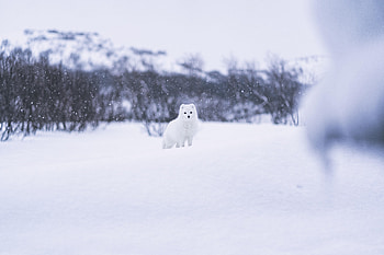 Animals, Snow, Beast, Scribe HD wallpaper