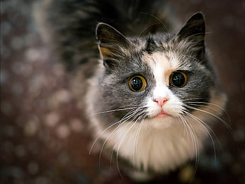 Cat, animal, wild, domesticated HD wallpaper
