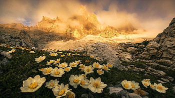 Anemones in the Dolomites, Italy, blossoms, clouds, landscape, south tyrol, sky, mountains, alps, sunrise HD wallpaper