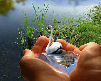 swan in hand, other, swan, water, animals HD wallpaper