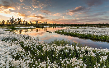 Flowers near the River, Nature, Sun, Flower, River HD wallpaper