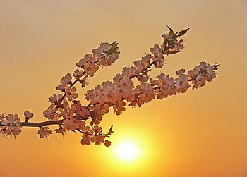 Reach for the Sun, branch, glow, pretty, orange, sun, blossom HD wallpaper