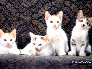Cats, animal, sweet, white HD wallpaper