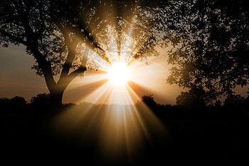 Nature, Trees, Dawn, Branches, Sunlight HD wallpaper