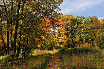 Nature, Trees, Autumn, Forest, Track, St. Petersburg, Saint Petersburg, Trropa, Thrropa HD wallpaper